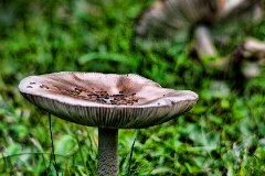 st pancras and islington cemetery (12)  Mushroom or Toadstall : david, morris, dtmphotography